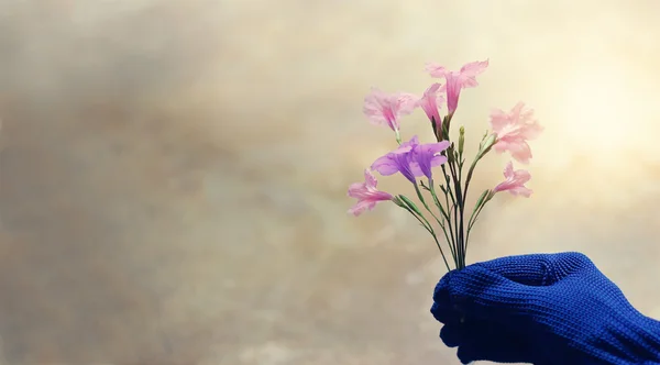 Pink and violet colorful flowers in the gardener hand on pastel — Stock Photo, Image