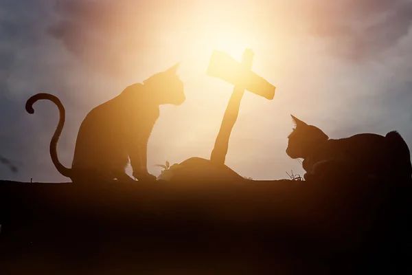 Dois gatos silhueta estavam agachado no túmulo do amigo — Fotografia de Stock