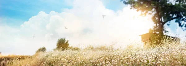 Nyári virágok a réten fű, gyönyörű és lenyűgöző táj — Stock Fotó