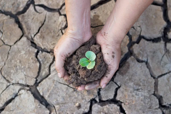 Hombre manos plantando árbol joven en el suelo de la grieta, concepto de Ecología —  Fotos de Stock