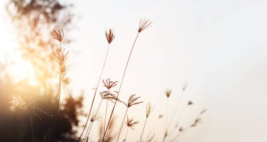 Gün batımı arka plan üzerinde çayır çimen