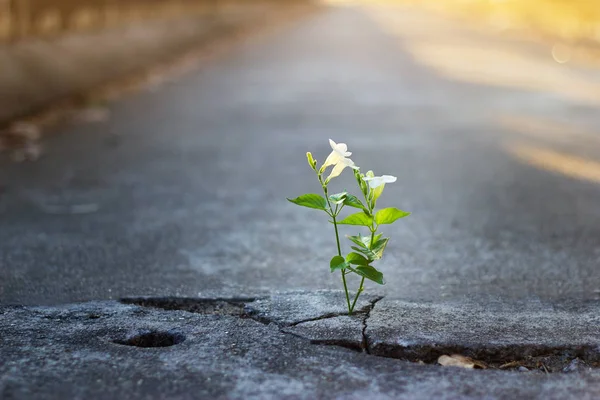 White flower growing on crack street, soft focus, blank text — Stock Photo, Image