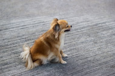 Pomeranian güzel köpek açık sokakta oturan