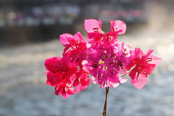 Begonvil veya kağıt çiçek kanal arka plan üzerinde — Stok fotoğraf