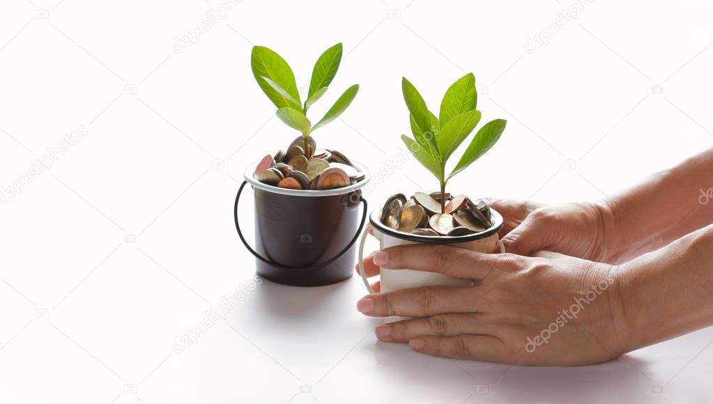 Hands protect growing plant of coins, finance and banking concept