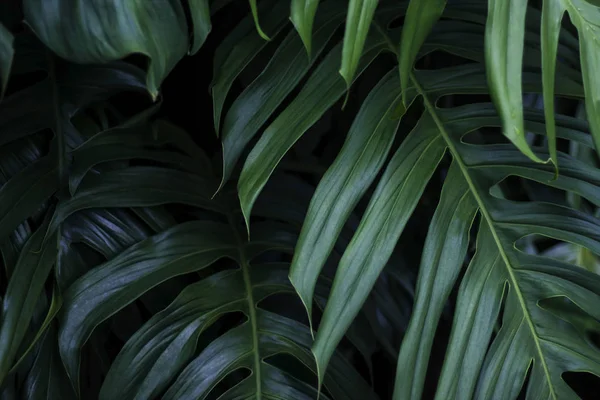 Hojas verdes tropicales de la planta del bosque de verano, el medio ambiente — Foto de Stock