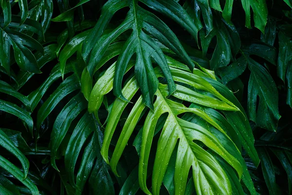 Hojas verdes tropicales después de llover sobre fondo oscuro — Foto de Stock