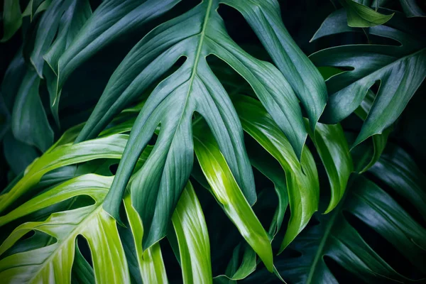 Hojas de color verde tropical planta forestal de verano —  Fotos de Stock