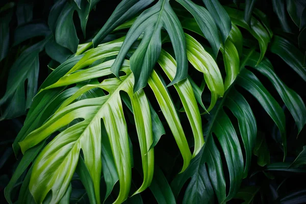 Hojas verdes tropicales, planta forestal de verano — Foto de Stock