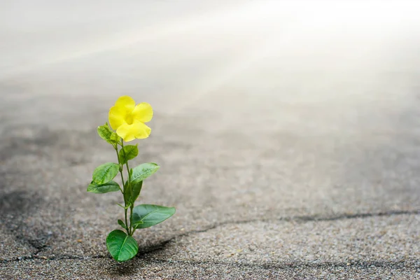 Flor amarilla creciendo en la calle crack, concepto de esperanza —  Fotos de Stock