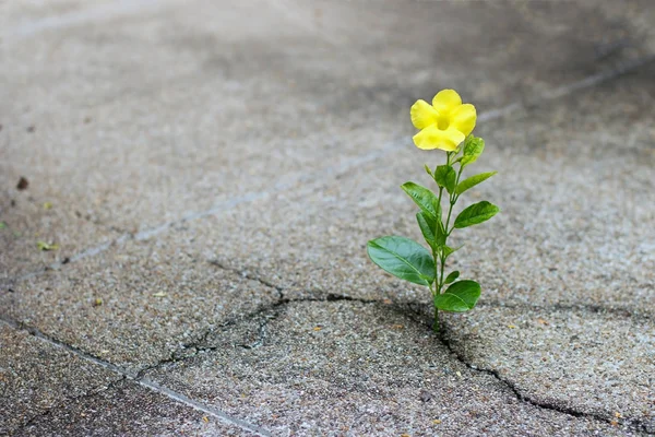 Желтый цветок, растущий на трещинной улице, концепция надежды — стоковое фото
