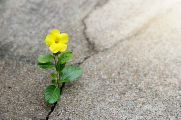 Flor amarilla creciendo en la calle crack, concepto de esperanza —  Fotos de Stock