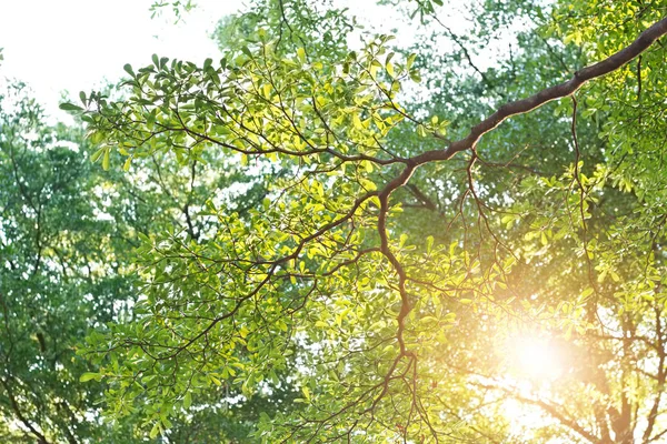 Grønn gren av tre på solnedgang i sommerbakgrunn – stockfoto