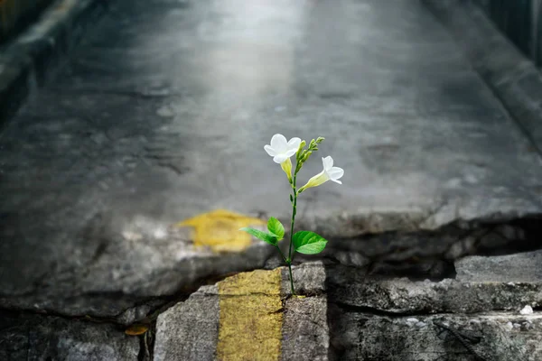 Flor branca crescendo na rua crack, foco suave, texto em branco — Fotografia de Stock