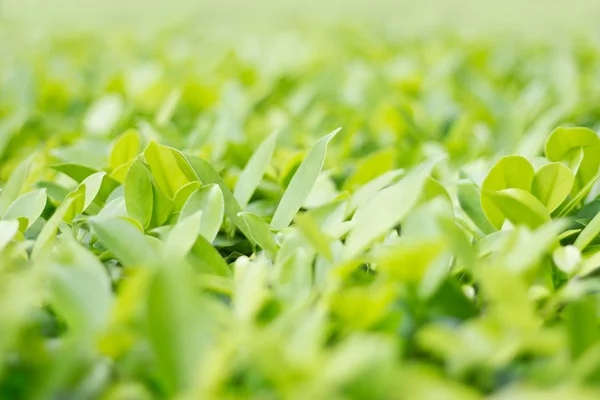 Folhas verdes para fundo — Fotografia de Stock