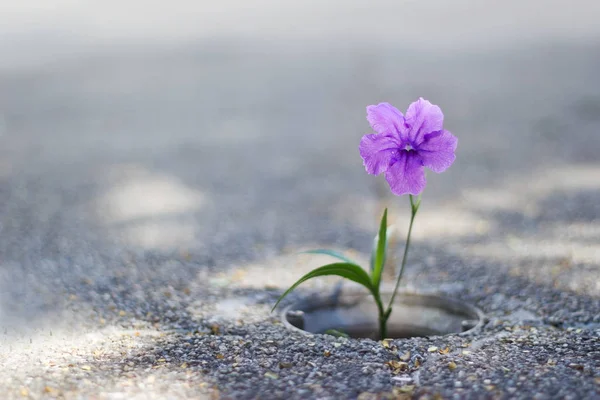 Μοβ λουλούδι αυξάνεται σε ρωγμή δρόμο φόντο — Φωτογραφία Αρχείου