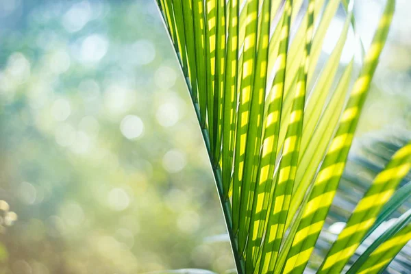 Hoja de palma verde sobre fondo de verano colorido — Foto de Stock