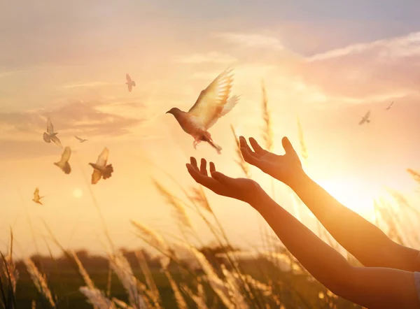 Mulher orando e pássaro livre desfrutando da natureza no pôr do sol fundo — Fotografia de Stock