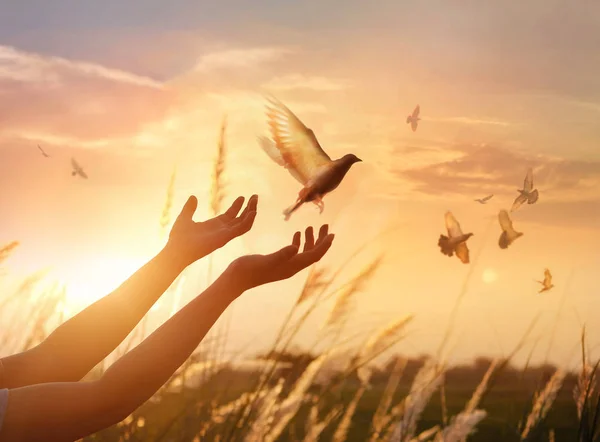 Mulher orando e livre os pássaros apreciando a natureza no fundo do pôr do sol — Fotografia de Stock