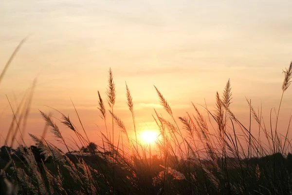 Campo de grama durante o fundo colorido do pôr do sol — Fotografia de Stock