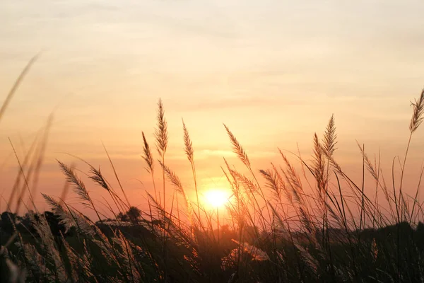 Field of grass during colorful sunset background — Stock Photo, Image