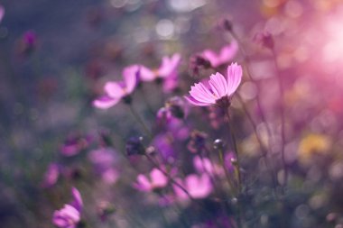 Mor kozmos çiçeği rengarenk arka planda.