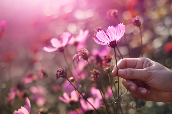 Yaklaş, El tarlada mor kozmos çiçeğine dokunuyor. — Stok fotoğraf