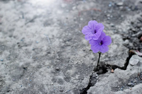Μωβ λουλούδι στο παρασκήνιο δρόμο ρωγμή. — Φωτογραφία Αρχείου