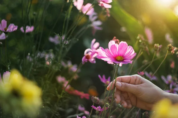 Close up, Mão tocando flor cosmos rosa na manhã no campo b — Fotografia de Stock