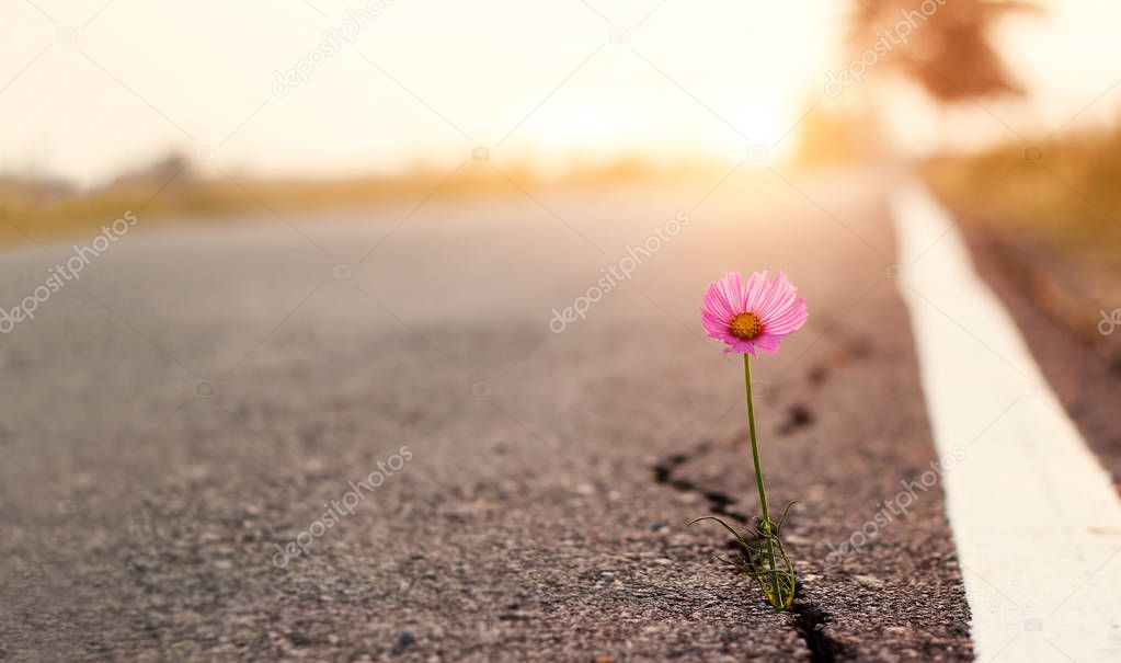 Close up, Pink flower growing on crack street sunset background
