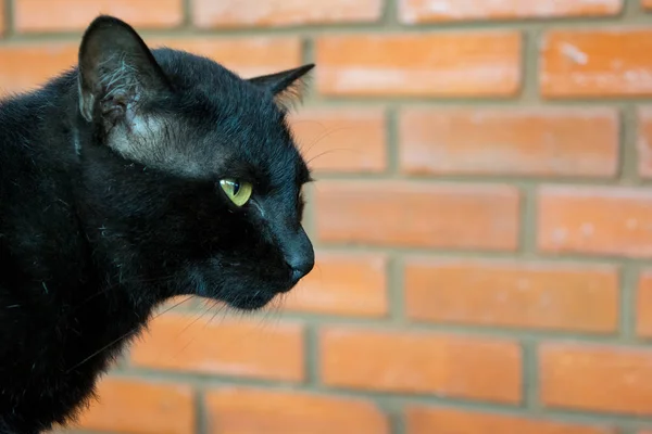 siyah kedi