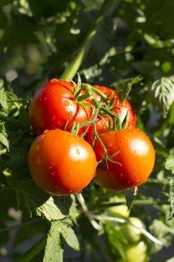 Bahçedeki Homegrown domates