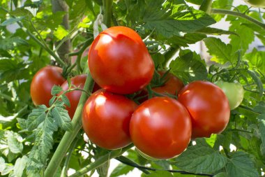 Bahçedeki Homegrown domates