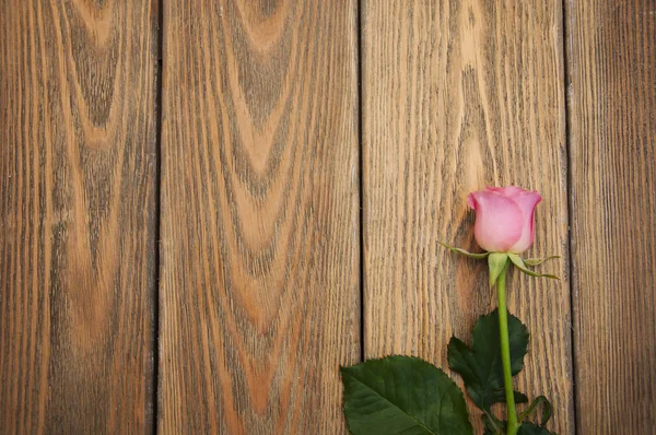 Schöne rosa Rose — Stockfoto