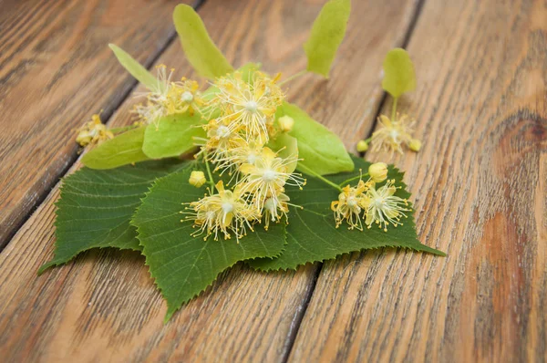 Flores de tília — Fotografia de Stock