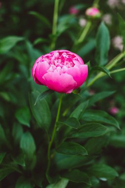 Pion. Bahar konsepti. arka plan için kırmızı çiçek