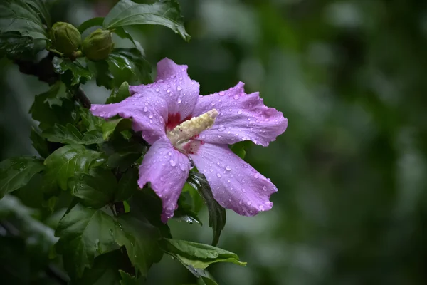 Fechar de uma flor violeta — Fotografia de Stock