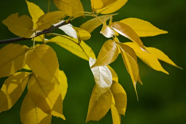 Closeup of yellow leaves — Stock Photo, Image