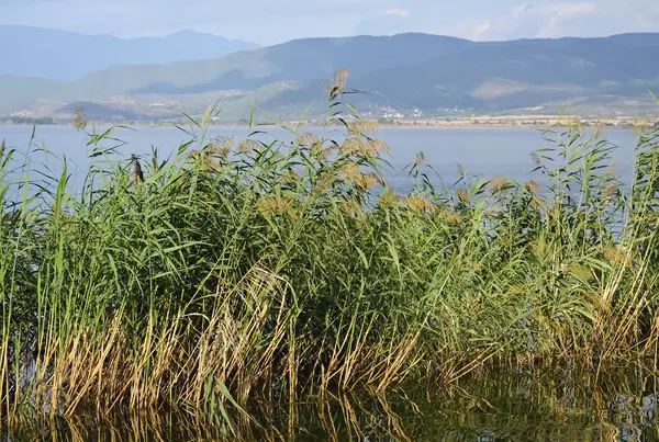 Göl ve yeşil reed — Stok fotoğraf
