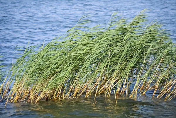 Lago y caña verde — Foto de Stock