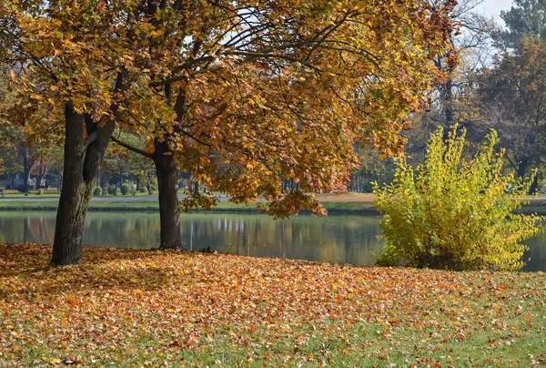 Râu mic și copaci — Fotografie, imagine de stoc