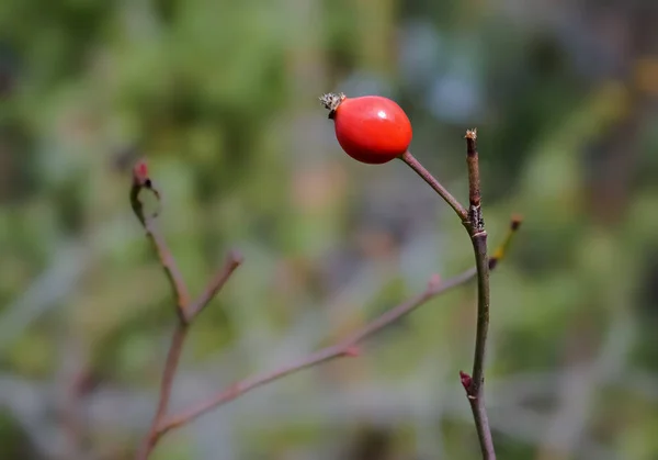 Baya roja única — Foto de Stock