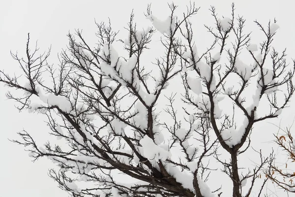 Δέντρο με γυμνά κλαδιά και το χιόνι — Φωτογραφία Αρχείου