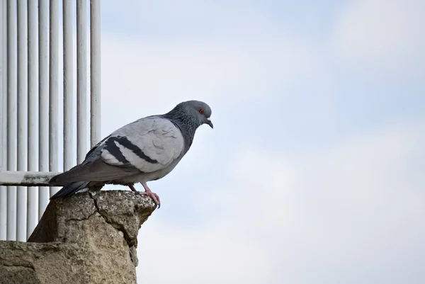 Nahaufnahme einer Taube — Stockfoto