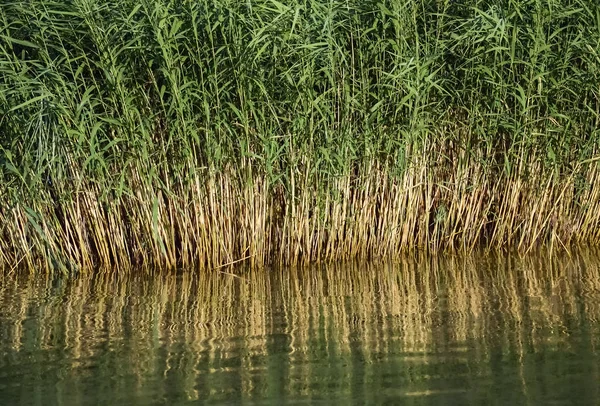 Lago y caña — Foto de Stock