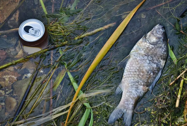 Poissons morts dans l'eau — Photo