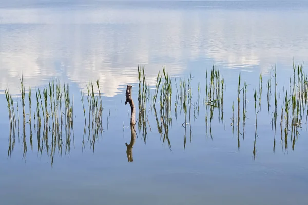 Lago y caña — Foto de Stock