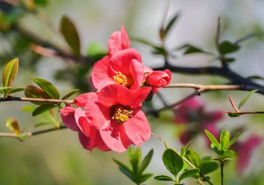 güzel bir kırmızı çiçek