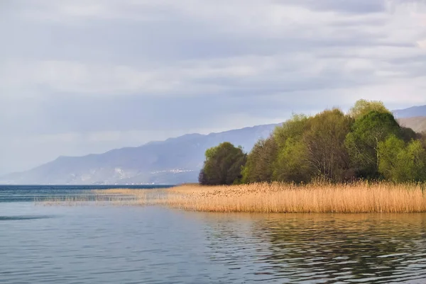 Jezero a reed — Stock fotografie