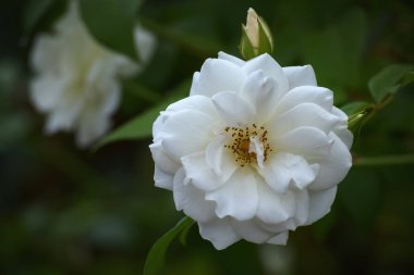 Güzel beyaz gül
